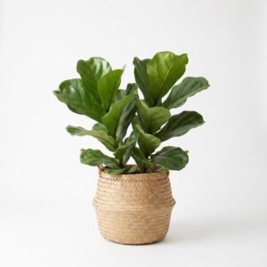 Figueira-lira (Ficus Lyrata)