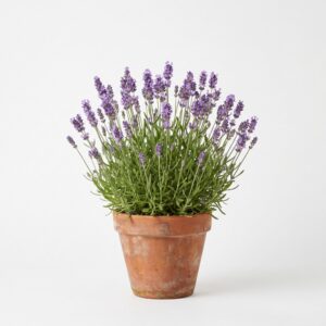 Lavanda