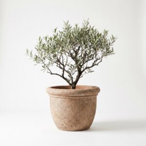 Oliveira Ornamental