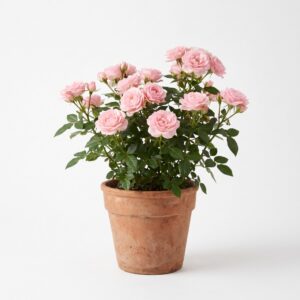 Roseira